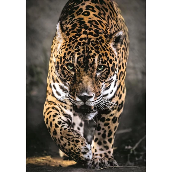 Walk of the Jaguar 1000 db-os puzzle Clementoni